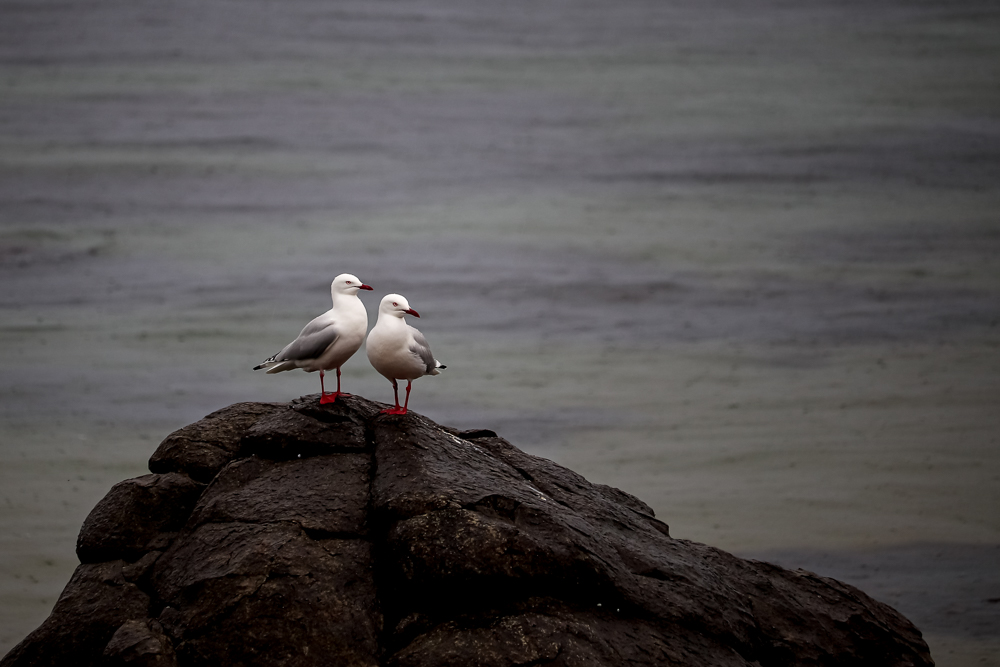 Two seagulls standing on a rock with a grey beach in the background