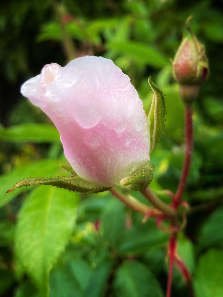 a pink-tinged white rose with wather droplets