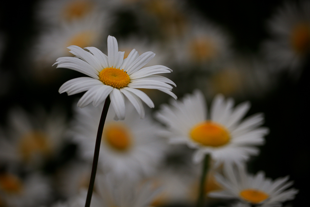 A close up of a daisy in a daisy field