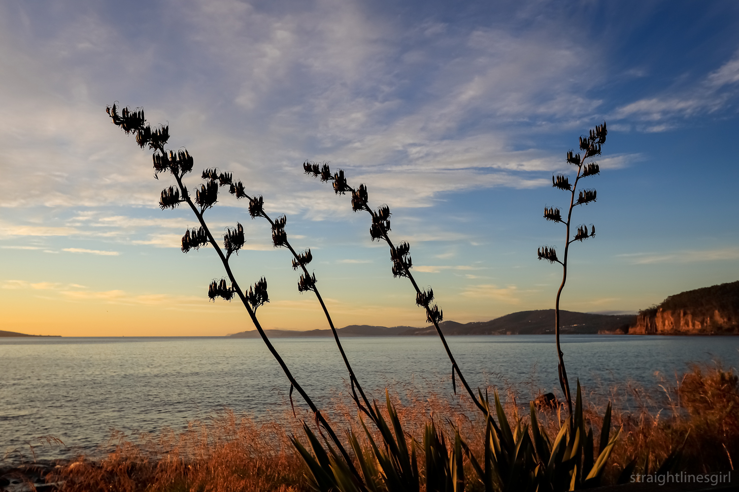 Flax plants in the foreground of an early morning beach scene