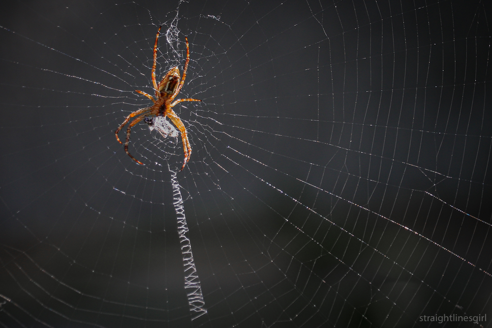 An orange spider in a arge spider web