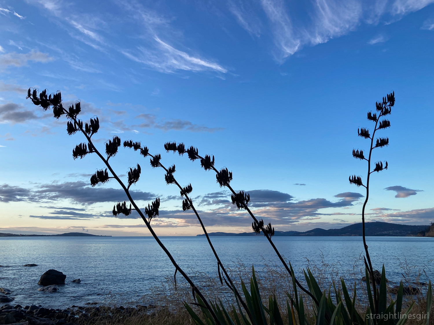 Four large flax strands in front of a morning river scene with blue sky and whispy clouds
