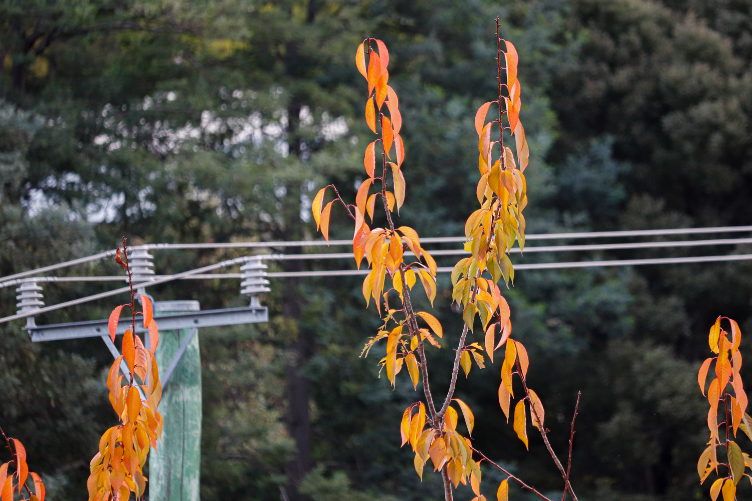 Autumn leaves in the foreground in front of power lines and a power pole